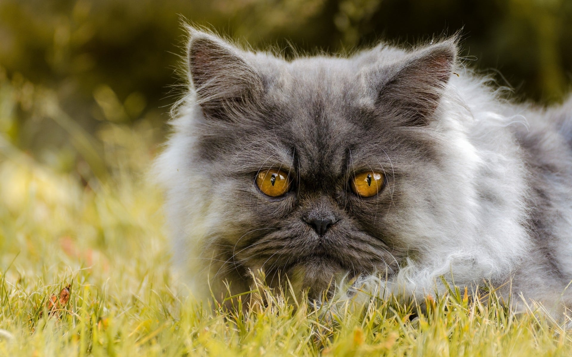 Persian cat with yellow eyes High Definition Wallpaper